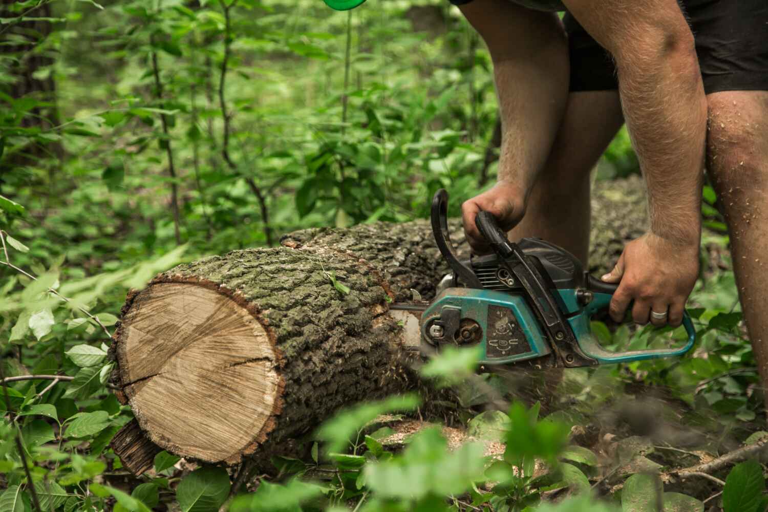 Best Commercial Tree Services  in Gunnison, CO